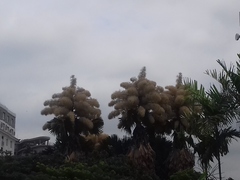 Corypha umbraculifera