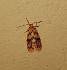 Miltochrista rubricosa