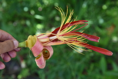 Adansonia madagascariensis