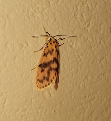 Miltochrista rubricosa