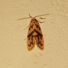 Miltochrista rubricosa