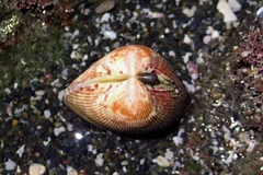 Acrosterigma burchardi