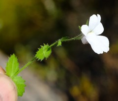 Nemesia acornis