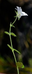 Nemesia acornis