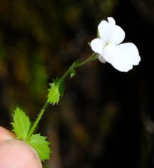 Nemesia acornis