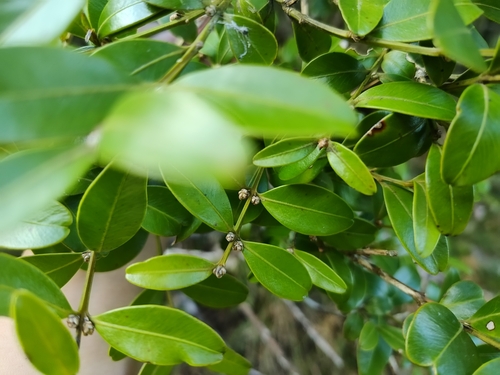 Buxus liukiuensis iNat (1)