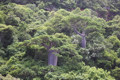 Adansonia suarezensis