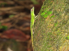 Anolis evermanni