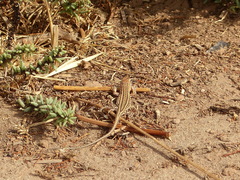 Acanthodactylus margaritae