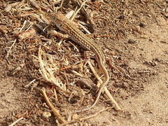Acanthodactylus margaritae