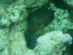 Diodon liturosus