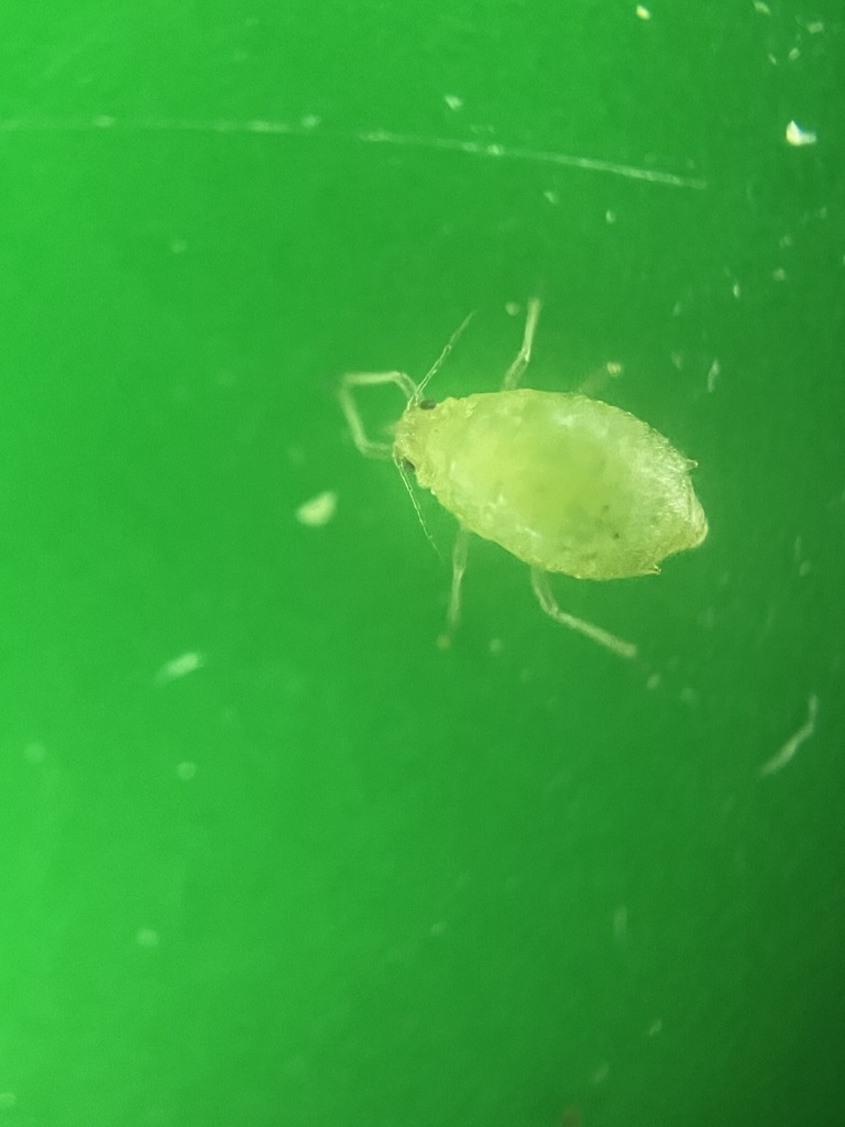Short-tailed Sorrel Aphid