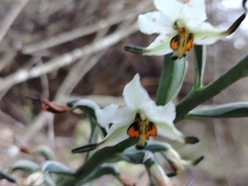 Long-Bracted Gavilea (Gavilea longibracteata)