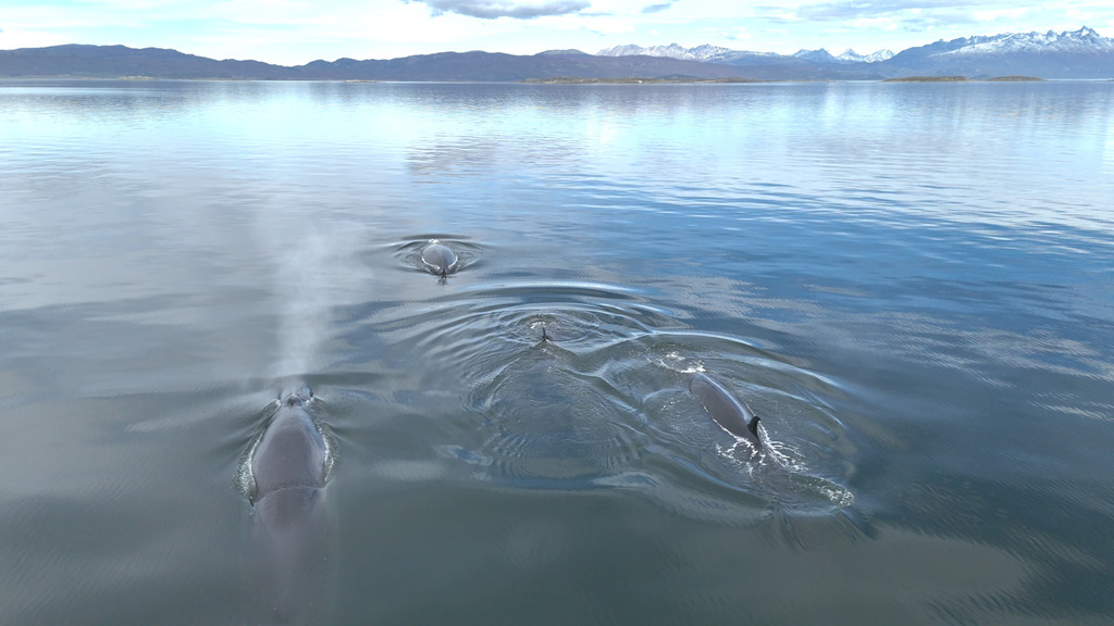 Sei whale surfacing in calm Beagle Channel water