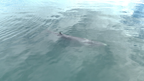 Sei Whale (Balaenoptera borealis)