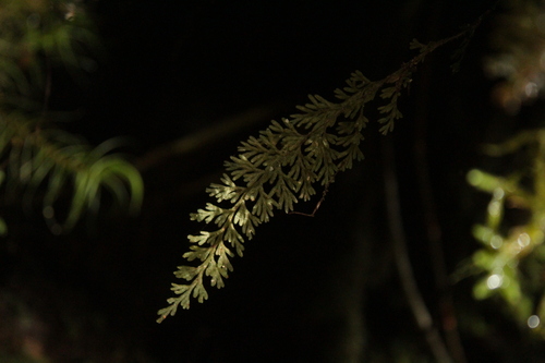 Hymenophyllum ferrugineum observed 2025-10-13