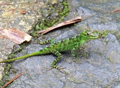 Anolis evermanni