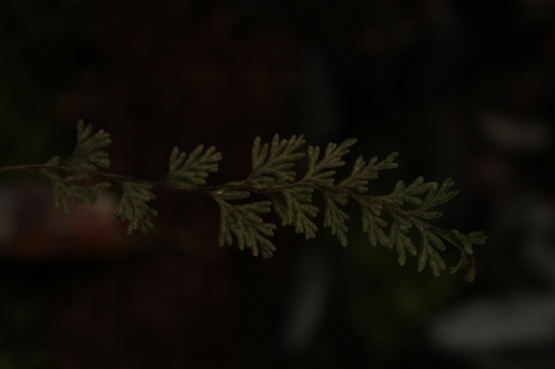 Hymenophyllum ferrugineum observed 2025-10-13