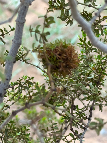 Unknown species found near SR-90 E, Huachuca City, AZ, US