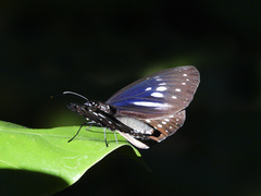 Euploea algea