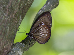 Euploea algea