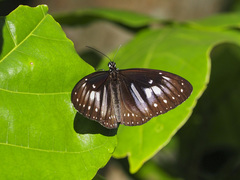 Euploea algea