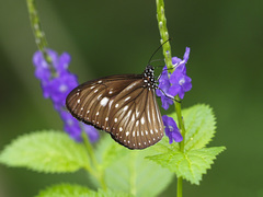 Euploea algea