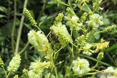 Senegalia bonariensis