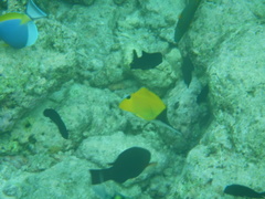 Forcipiger longirostris