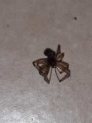 Steatoda