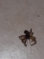 Steatoda