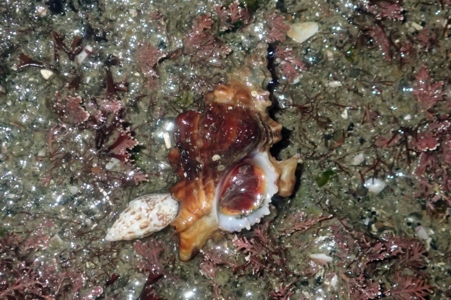 Ceratostoma fournieri