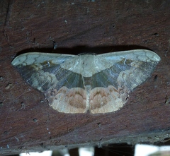 Semaeopus subtincta