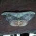 Semaeopus subtincta - Photo (c) Konstantin, some rights reserved (CC BY-NC), uploaded by Konstantin