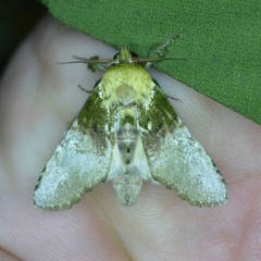 Disphragis manethusa