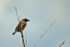 Cisticola natalensis
