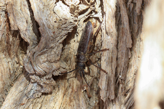 Anthracocentrus arabicus