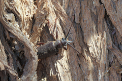 Anthracocentrus arabicus