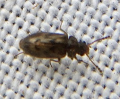 Phloiophilus edwardsii