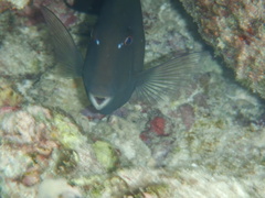 Ctenochaetus striatus