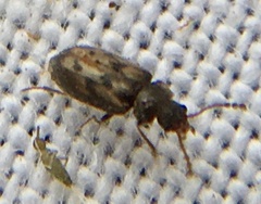Phloiophilus edwardsii