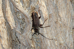 Anthracocentrus arabicus