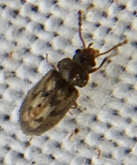 Phloiophilus edwardsii
