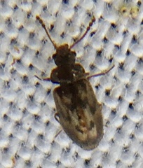 Phloiophilus edwardsii