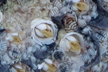 Tubicinella major