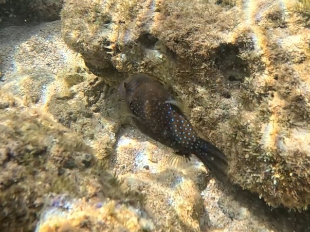 Spider-eye puffer