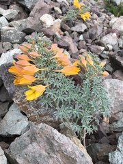 Tropaeolum polyphyllum