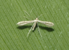 Pterophorus