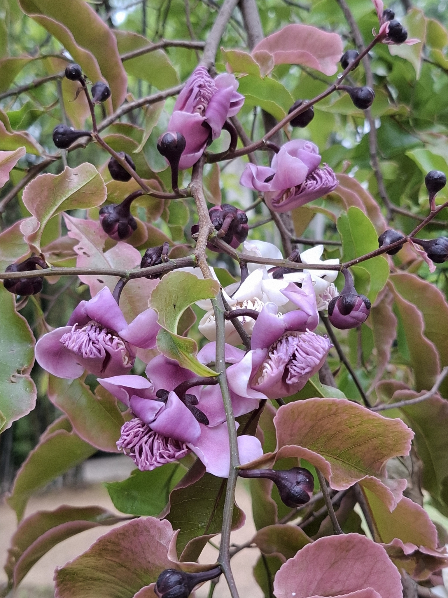 Lecythis Pisonis (Lecythis pisonis)