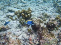Acanthurus leucosternon